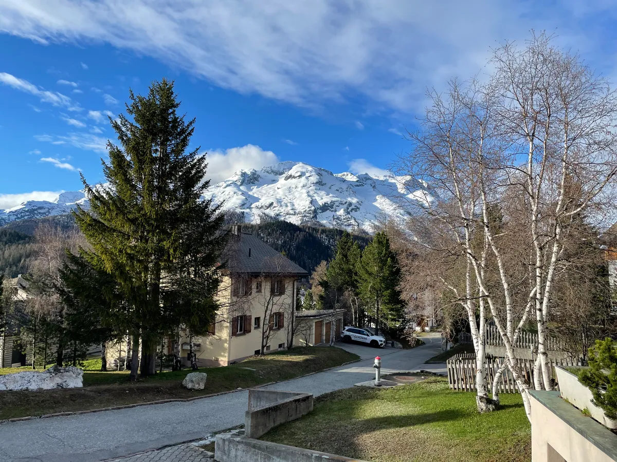 Tanne und verschneite Berggipfel unter blauem Himmel