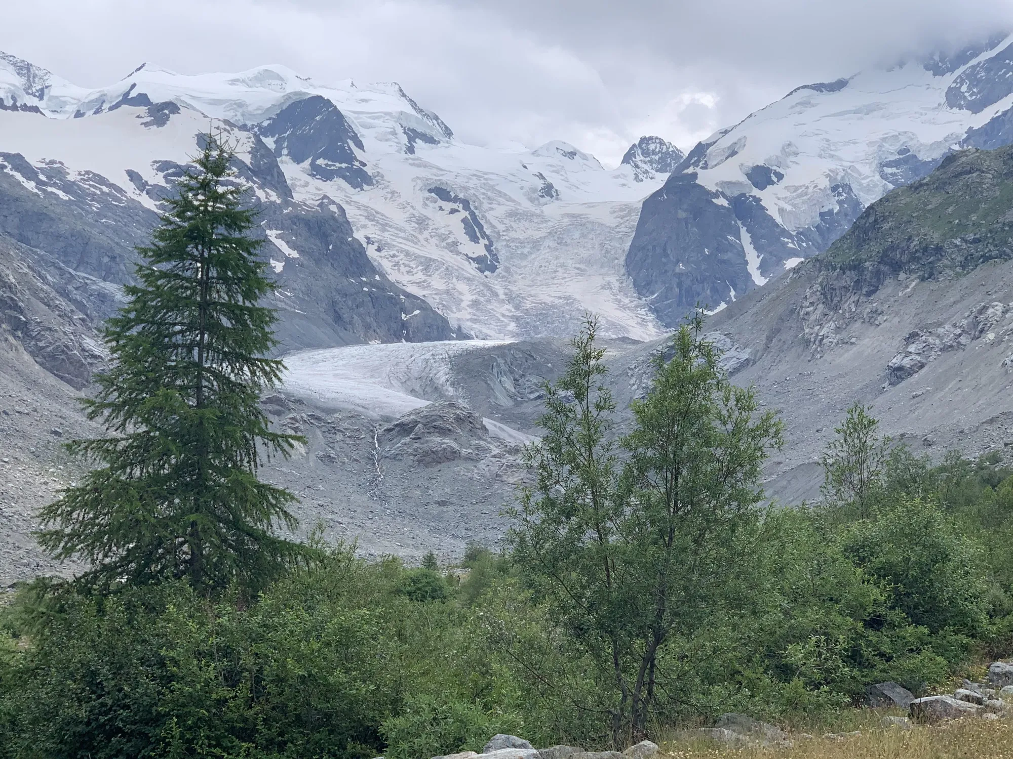 Morteratsch Glacier with Swiss stone pines in the foreground