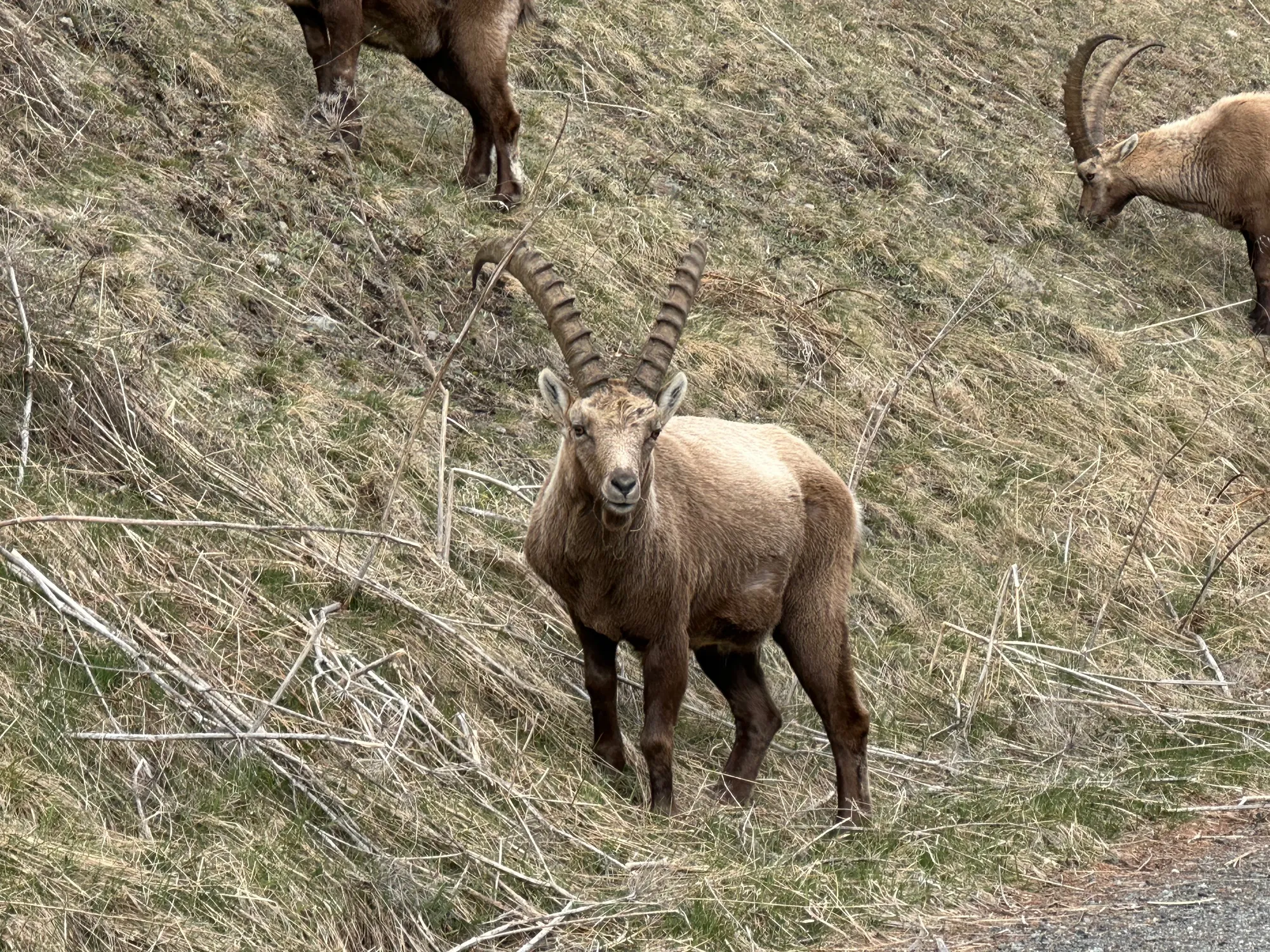 Steinbock in Pontresina
