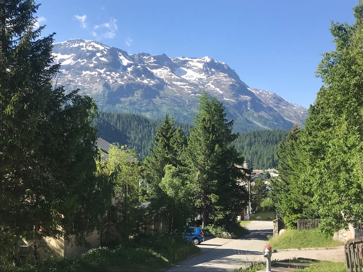 Blick über Tannen auf die Bergkette im Sommer
